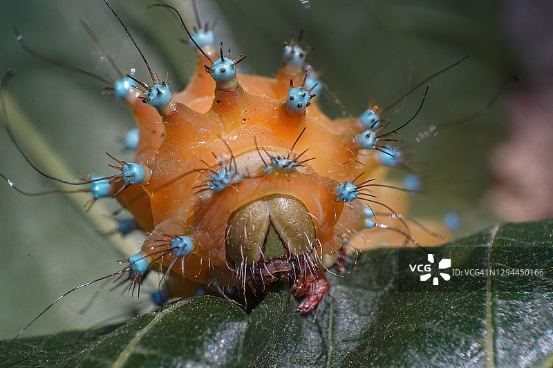 叶子上巨型孔雀蛾毛虫的身体微距图片素材