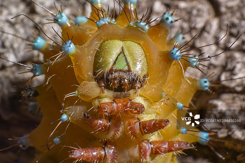 色彩斑斓的巨型孔雀蛾毛虫，身体的极端微距图片素材