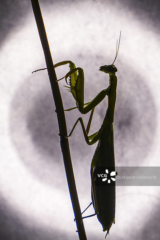 圆形亮光前的螳螂剪影图片素材