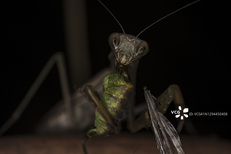 螳螂吃草蜢的极端微距慢动作图片素材