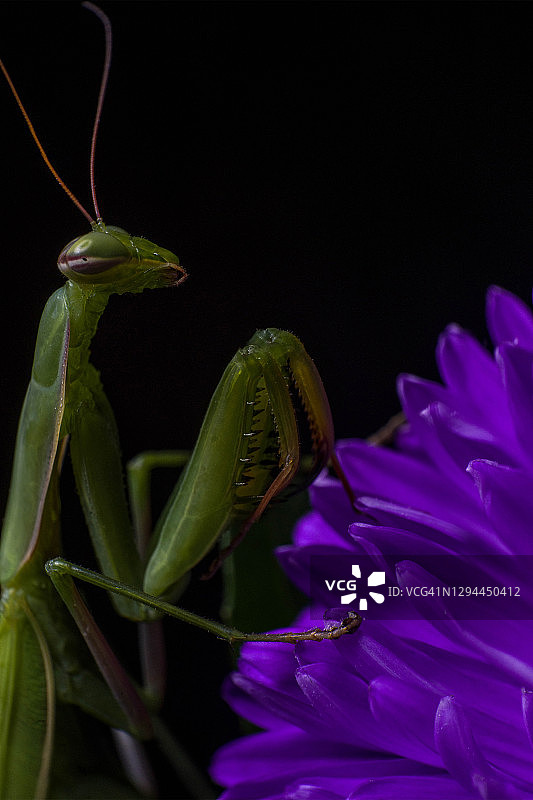 紫色雏菊花上的绿色外星螳螂图片素材