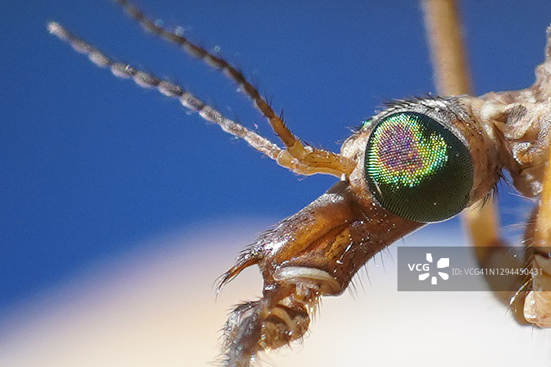 大蚊昆虫特写微距细节，恐怖怪物图片素材