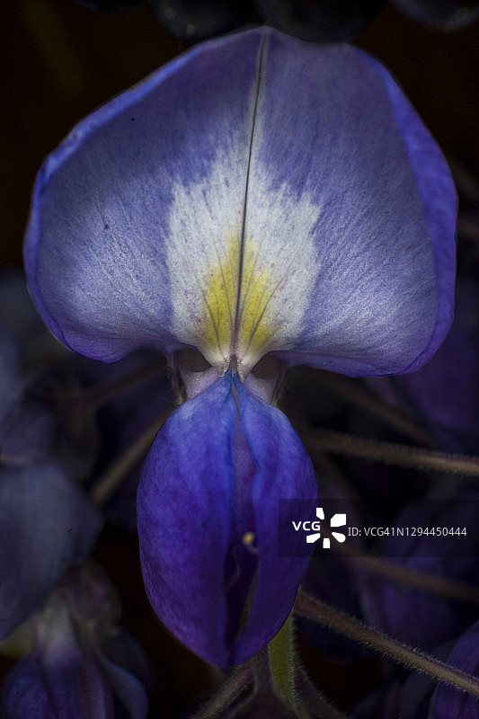 紫色紫藤花的微距照片，自然之美图片素材