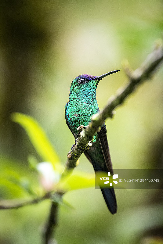 树上美丽的彩色蜂鸟图片素材
