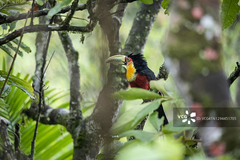树枝上美丽的彩色热带巨嘴鸟图片素材