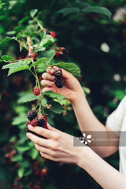 女人在农场采摘黑莓图片素材