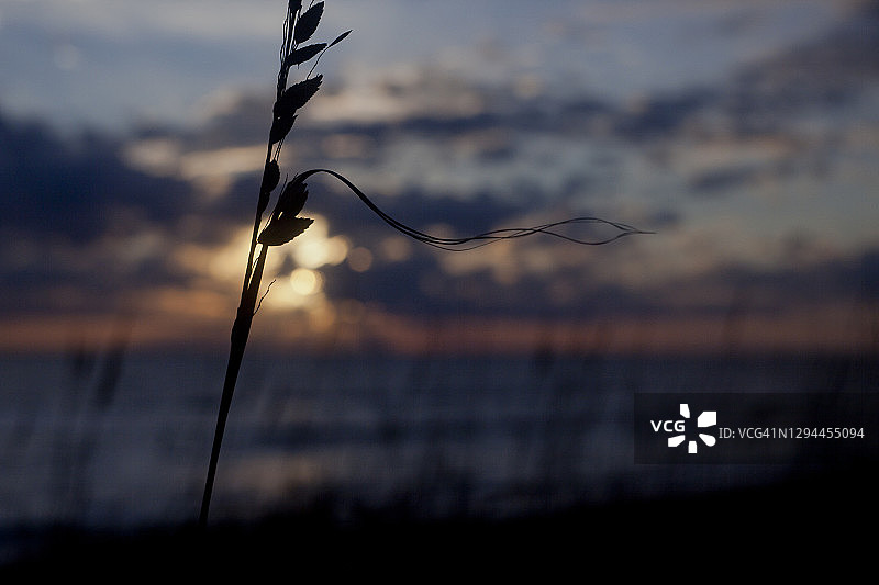 以日落为背景的海滩草剪影图片素材