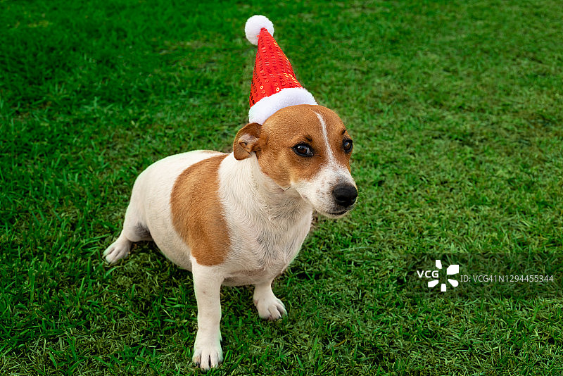 小狗玩圣诞帽图片素材