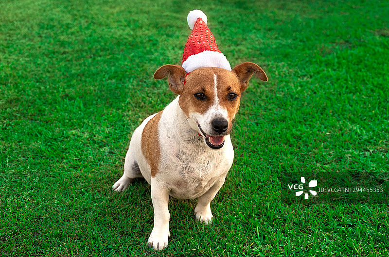 小狗玩圣诞帽图片素材
