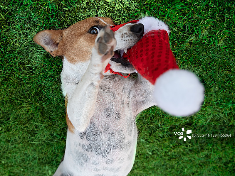 小狗玩圣诞帽图片素材