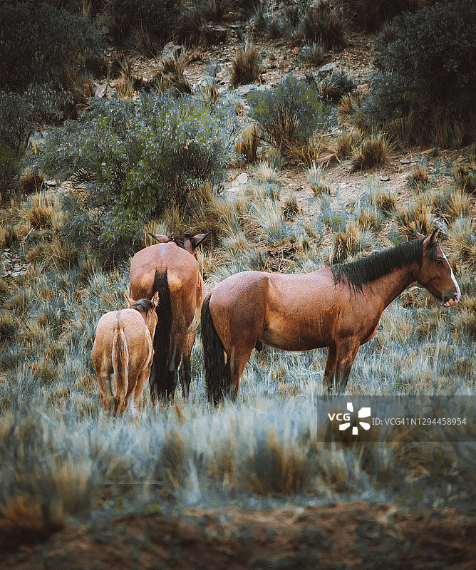山地高原上吃草的马群图片素材