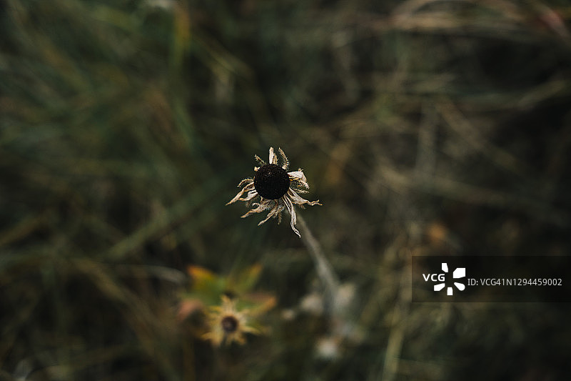 枯萎的田野中的枯萎的花朵图片素材
