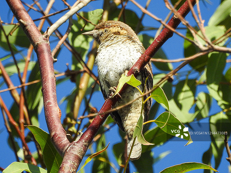 欧亚猫鼬图片素材