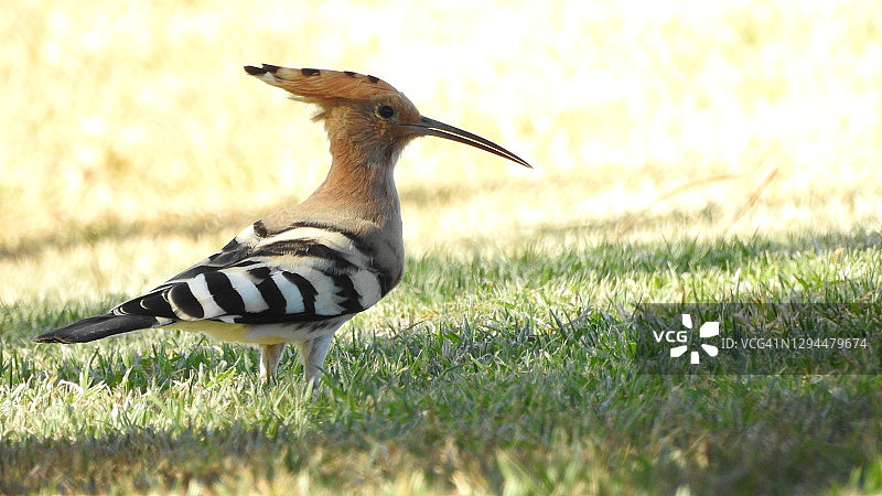 戴胜鸟图片素材