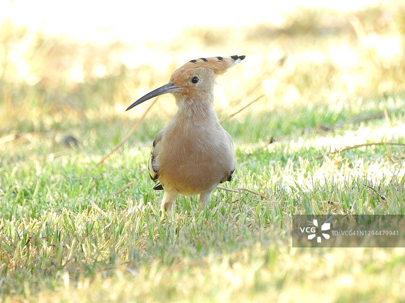 戴胜鸟图片素材