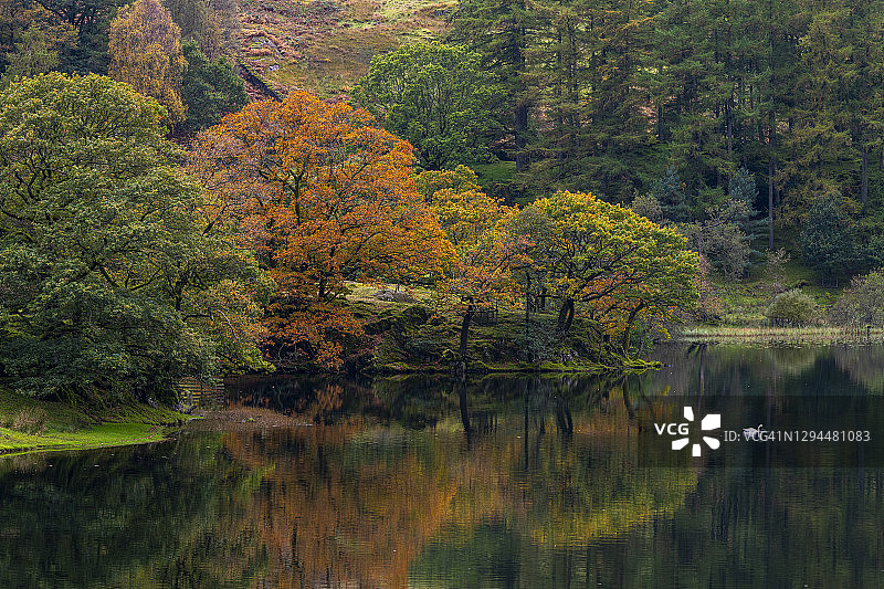 秋色中的劳里格潭与天鹅图片素材