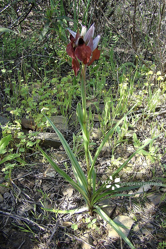 心唇兰图片素材