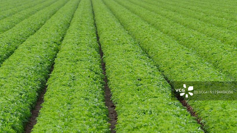 农场种植的新鲜农产品图片素材