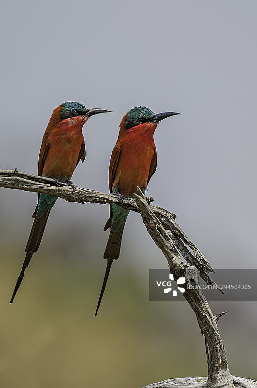 南方栗喉蜂虎，博茨瓦纳乔贝国家公园图片素材