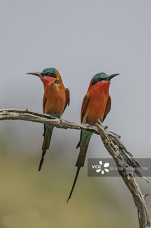 南方栗喉蜂虎，博茨瓦纳乔贝国家公园图片素材