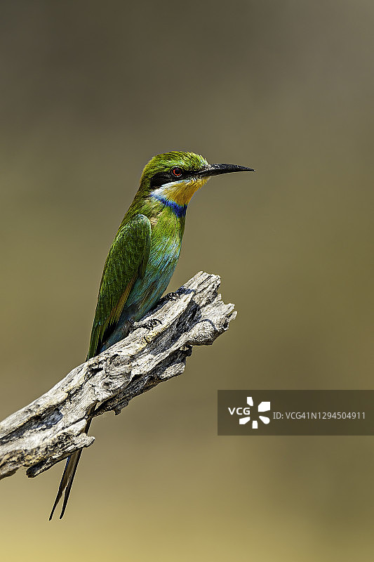 博茨瓦纳乔贝国家公园的燕尾蜂虎图片素材
