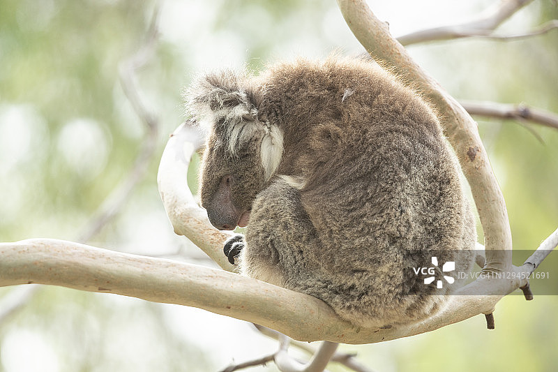 树上的考拉图片素材
