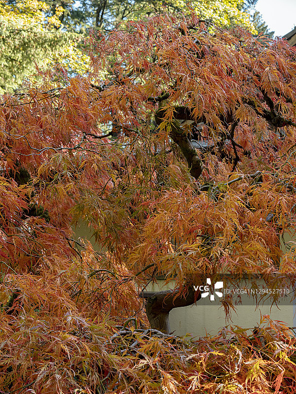 池塘边的日本枫树图片素材