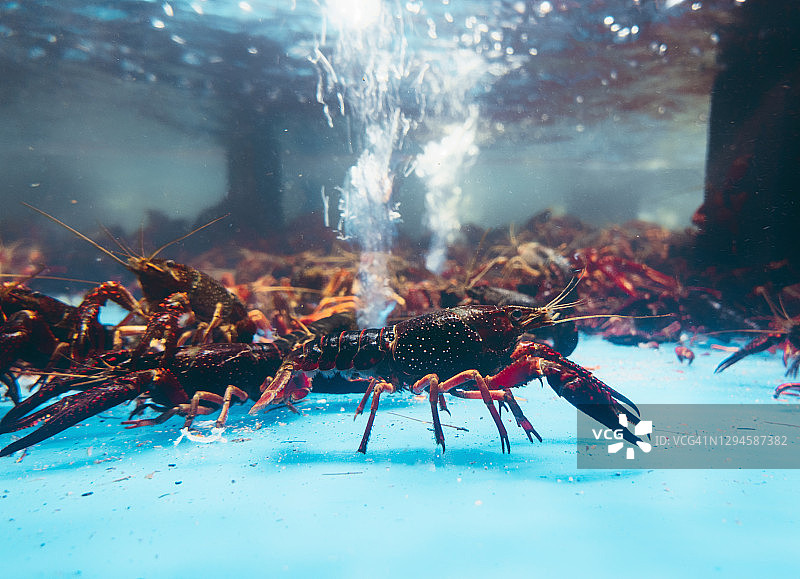 超市里待售的鲜活龙虾图片素材