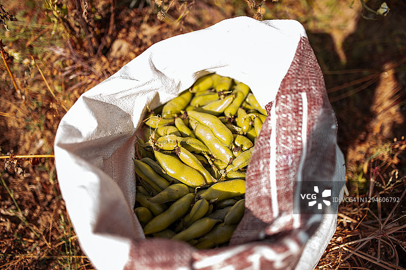 装满豆子的袋子特写图片素材