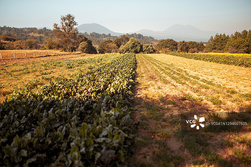 甜菜种植田图片素材