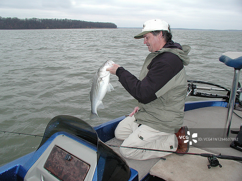 切萨皮克湾条纹鲈鱼渔民展示一条漂亮的鱼图片素材
