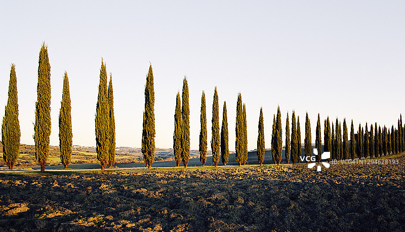 托斯卡纳山坡上的一排柏树图片素材