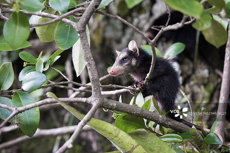 褐家鼠图片素材