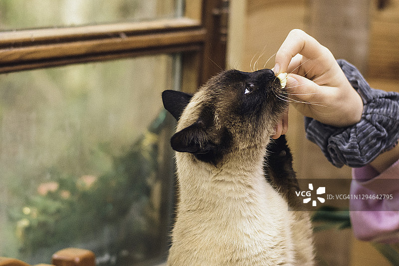 手喂暹罗猫黄油特写图片素材