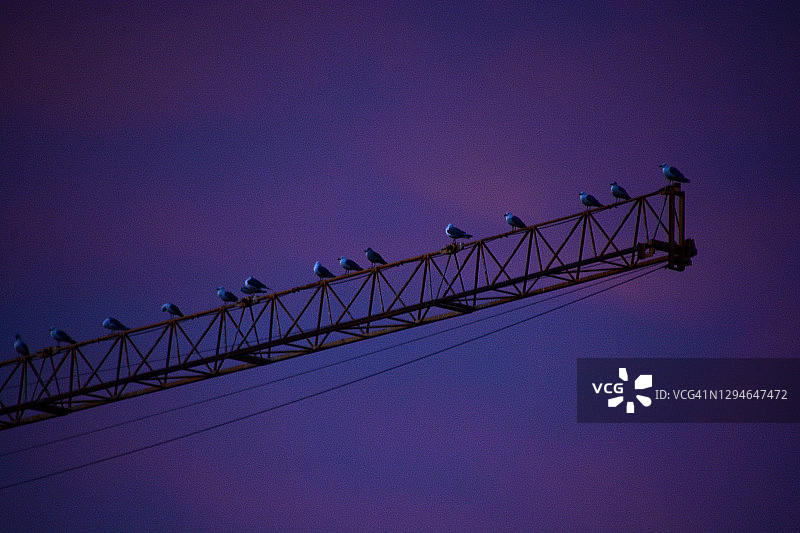 法国日落时分的海鸥图片素材