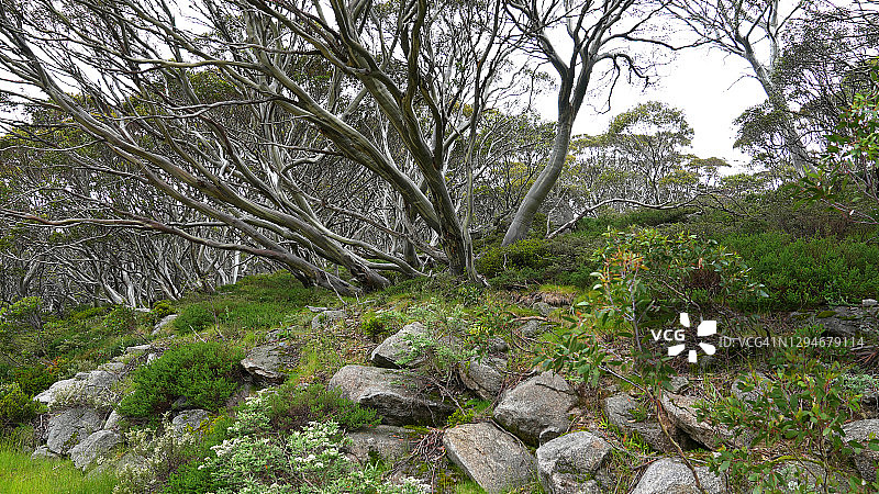 澳大利亚高地的雪桉树图片素材