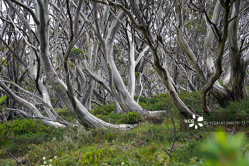 澳大利亚高地的雪桉树图片素材