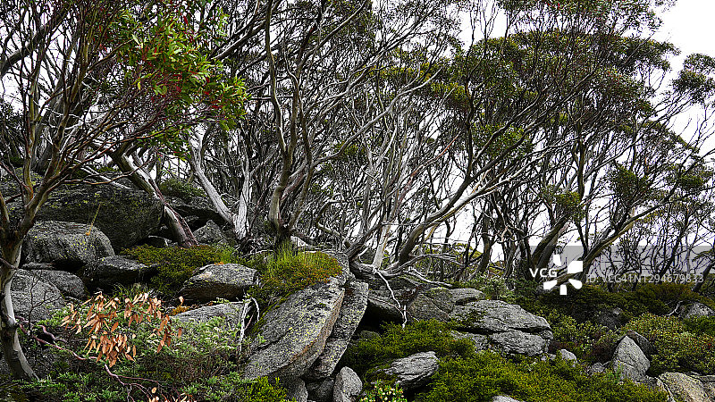 澳大利亚高地的雪桉树图片素材