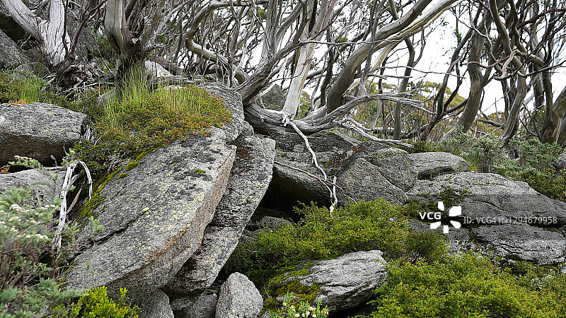 澳大利亚高地的雪桉树图片素材