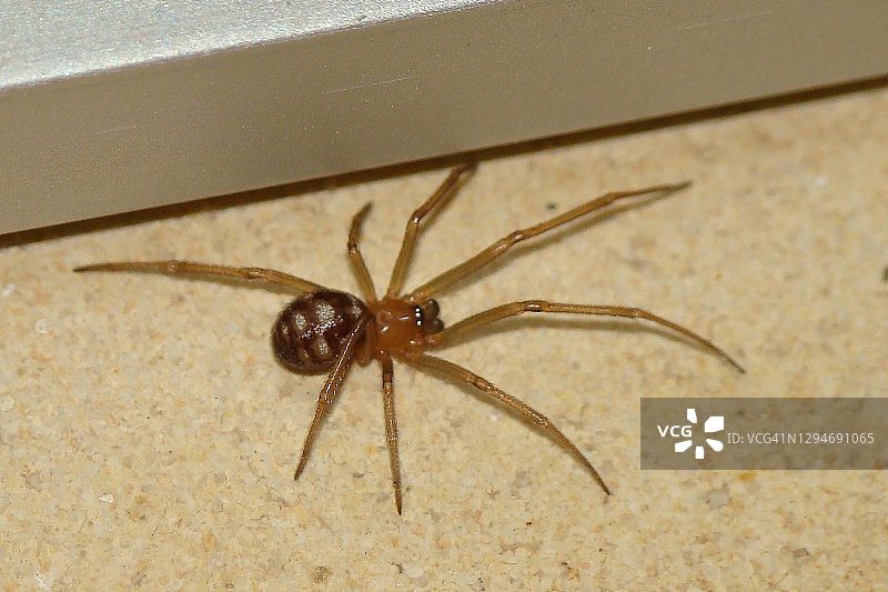 雄性亚成年假黑寡妇蜘蛛图片素材