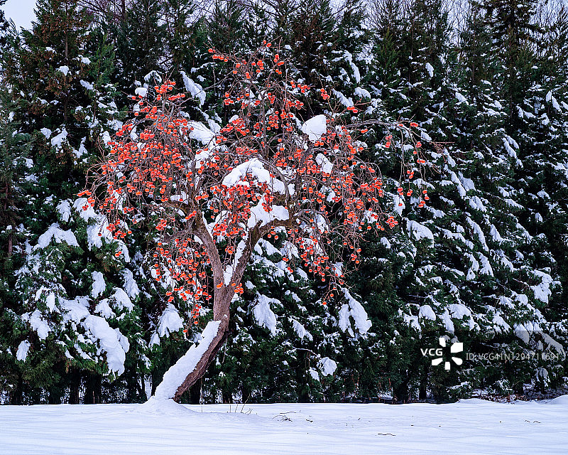 雪村的柿子图片素材