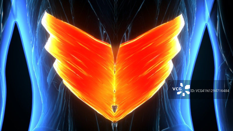 3D插画：人体小后锯肌解剖结构图片素材