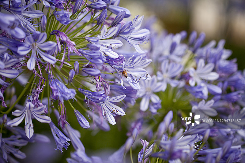 爱情花图片素材