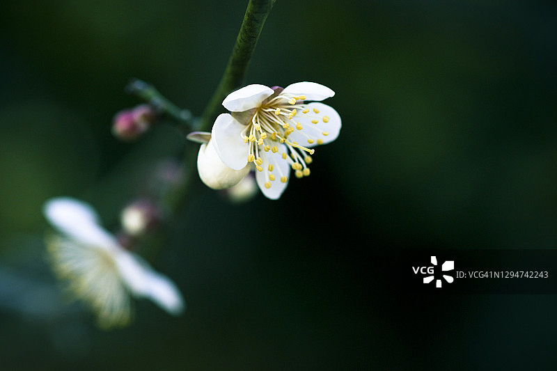 白色日本梅花图片素材