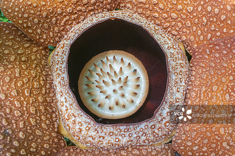 世界上最大的花：大王花图片素材