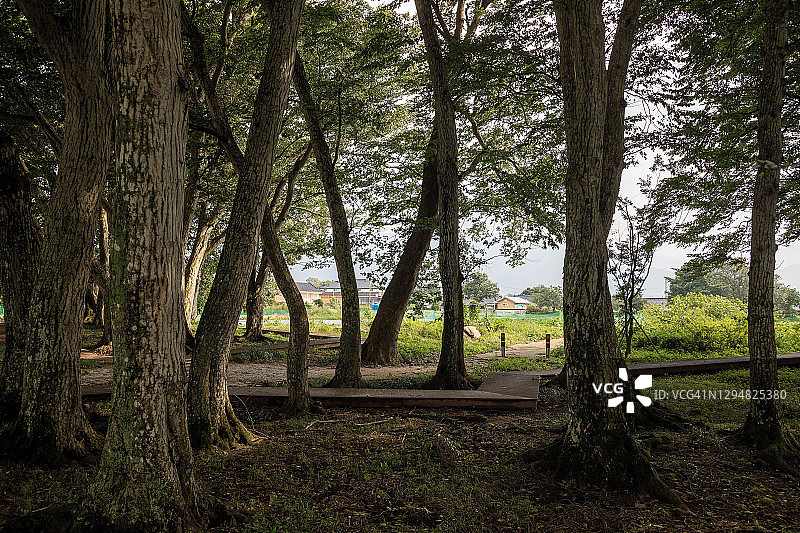 韩国南原杏亭村的落花角砾岩景观图片素材