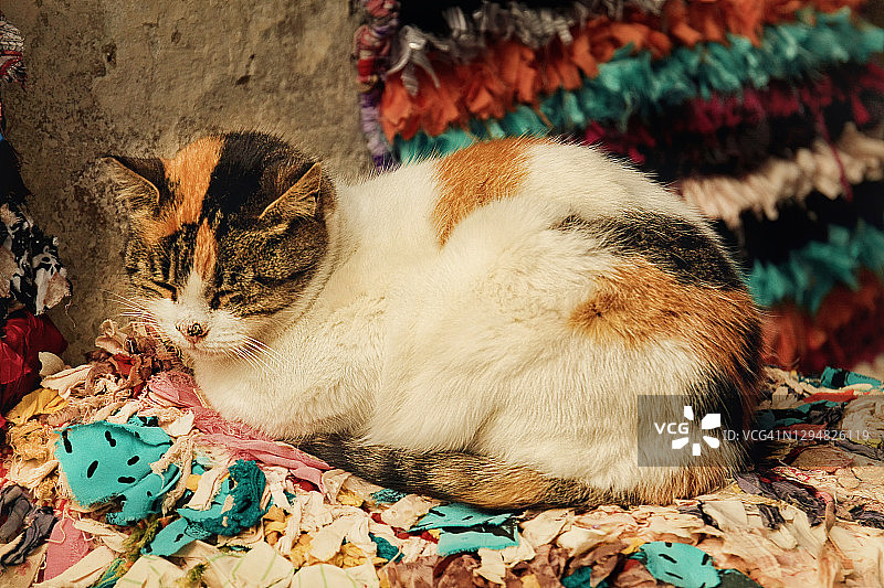 猫咪在摩洛哥户外传统地毯上休息图片素材