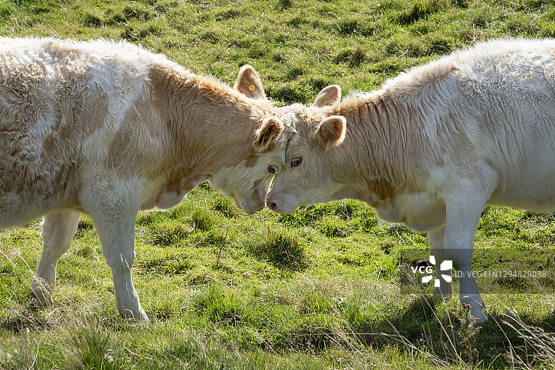 小牛头对头图片素材