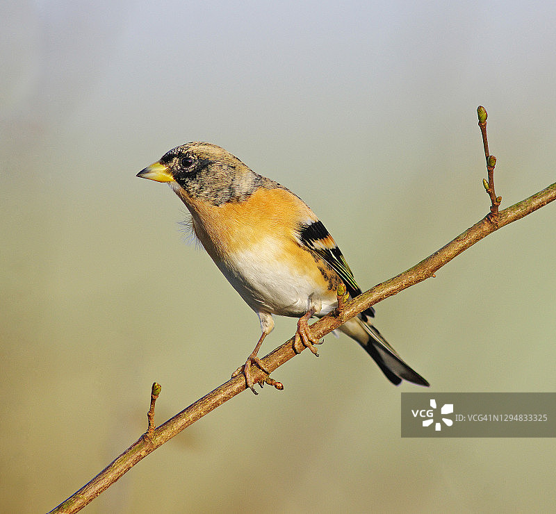 燕雀[Fringilla montifringilla]图片素材