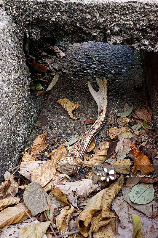 路边沟渠中的鹿角图片素材